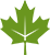 Maple-leaf